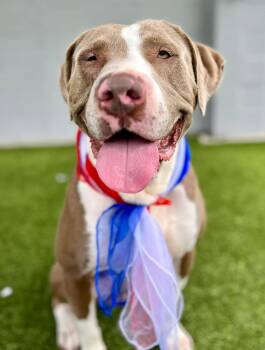 Munchkin --Courtesy Post. Out of town pet. See below for details -  Pit Bull Terrier Dog for Adoption in Eagle, Idaho - Munchkin --Courtesy Post. Out Of Town Pet. See Below For Details | PetCurious