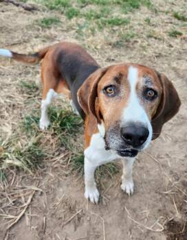 Rescue Hound Dogs for Adoption in Milton, Delaware - Nelson Tarboro | PetCurious