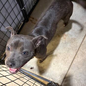 Pit Bull Terrier Dogs Available for Adoption in Birmingham, Alabama - Patty | PetCurious