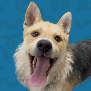 Rescue German Shepherd Dog and Terrier Dogs for Adoption in Reno, Nevada - Beau | PetCurious