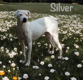 Silver -  Boxer and Labrador Retriever Dog for Adoption in Rollingwood, Texas - Silver | PetCurious