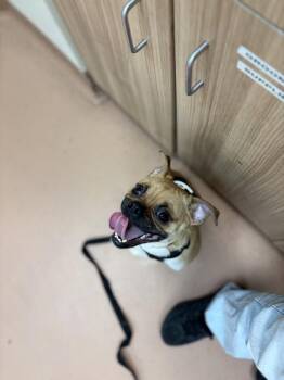 Pug Dogs Available for Adoption in Kennewick, Washington - Odysseus | PetCurious