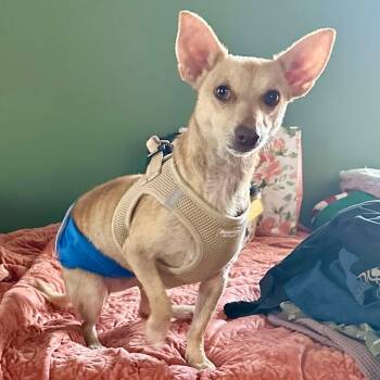Rescue Chihuahua Dogs for Adoption in Jackson, Missouri - Scylla | PetCurious