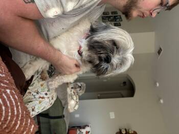 Nicco -  Shih Tzu Dog for Adoption in Garland, Texas - Nicco | PetCurious