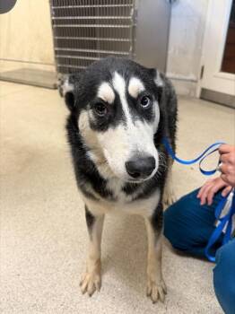 NEO -  Siberian Husky and Mixed Breed Dog for Adoption in Riverside, California - NEO | PetCurious