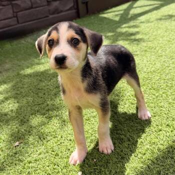 Ollie 2298 -  Mixed Breed Dog for Adoption in Loxahatchee Groves, Florida - Ollie 2298 | PetCurious