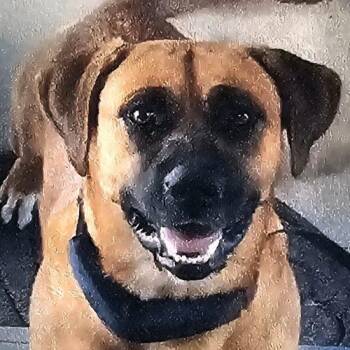 Dachshund and Mixed Breed Dogs Available for Adoption in Biloxi, Mississippi - Piper Star-Dust | PetCurious