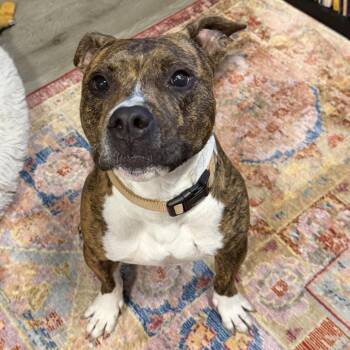 Beans ~ Coming Soon!!! -  Pit Bull Terrier Dog for Adoption in Chicago, Illinois - Beans ~ Coming Soon!!! | PetCurious