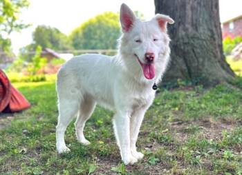 Katara -  Australian Shepherd Dog for Adoption in Troy, Illinois - Katara | PetCurious