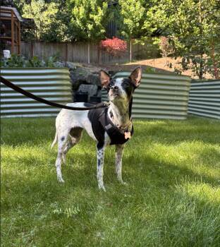 Chihuahua Dogs Available for Adoption in Bothell, Washington - Cookie | PetCurious