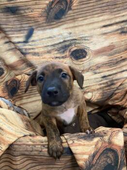 Larry -  Mixed Breed Dog for Adoption in Minot, North Dakota - Larry | PetCurious