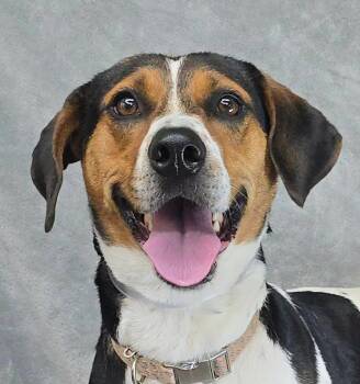 Forget Me Not -  Treeing Walker Coonhound Dog for Adoption in Newport, Tennessee - Forget Me Not | PetCurious