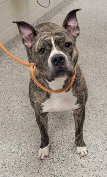 Jolene -  Pit Bull Terrier and Mixed Breed Dog for Adoption in Kansas City, Missouri - Jolene | PetCurious