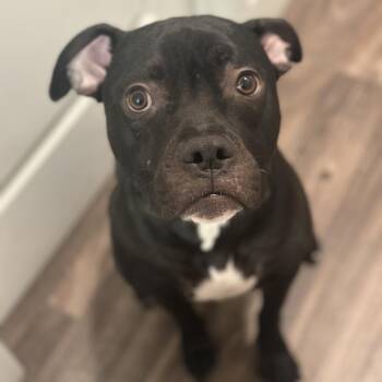 Pit Bull Terrier Dogs Available for Adoption in Murray, Utah - Gandolf | PetCurious