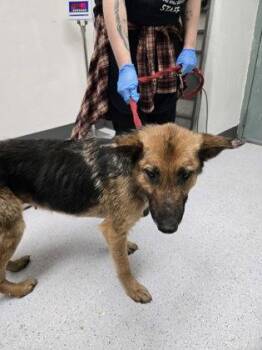 Seaside -  German Shepherd Dog Dog for Adoption in Oakland, California - Seaside | PetCurious