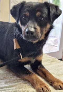 Spaniel Dogs Available for Adoption - Manny | PetCurious