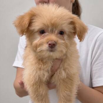 Squirt -  Pomeranian and Shih Tzu Dog for Adoption in Tampa, Florida - Squirt | PetCurious