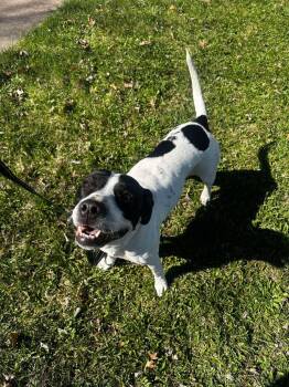 Mixed Breed Dogs Available for Adoption - Athena May | PetCurious