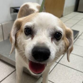 Martha May -  Mixed Breed Dog for Adoption in Charleston, West Virginia - Martha May | PetCurious