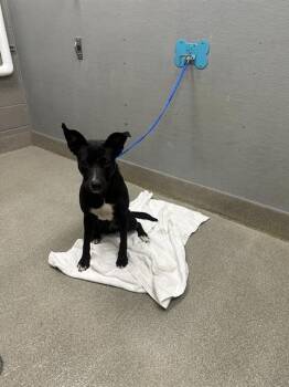 JET -  Labrador Retriever and Mixed Breed Dog for Adoption in Las Vegas, Nevada - JET | PetCurious