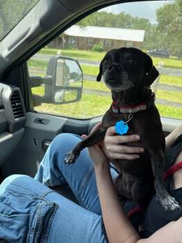 Lucy -  Chihuahua Dog for Adoption in Rockport, Texas - Lucy | PetCurious