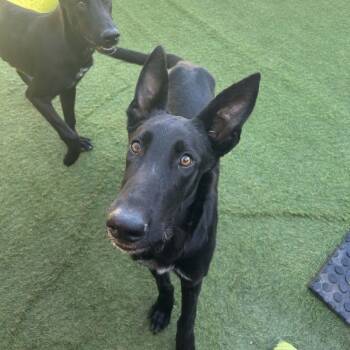 Rescue German Shepherd Dog Dogs for Adoption in Williston, Vermont - Gravy | PetCurious