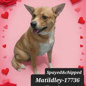 Australian Cattle Dog Blue Heeler and Terrier Dogs Available for Adoption - Matildley *foster Needed*  | PetCurious