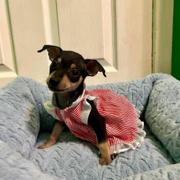 Merida -  Chihuahua Dog for Adoption in Fort Worth, Texas - Merida | PetCurious