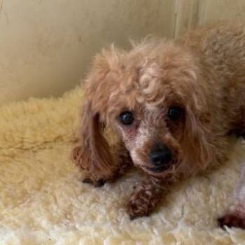 Penny -  Miniature Poodle Dog for Adoption in Normal, Illinois - Penny | PetCurious