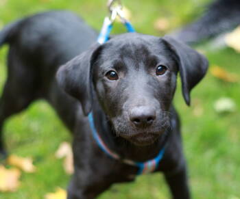 Rescue Black Labrador Retriever and Dachshund Dogs for Adoption in Skyline, Minnesota - Uschi | PetCurious