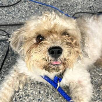 Ellis -  Mixed Breed Dog for Adoption in Dearborn, Michigan - Ellis | PetCurious