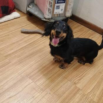 Dachshund Dogs Available for Adoption in Grand Junction, Colorado - Mishu | PetCurious