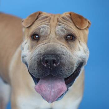 Shar Pei Dogs Available for Adoption in Pasadena, California - BRUNO | PetCurious