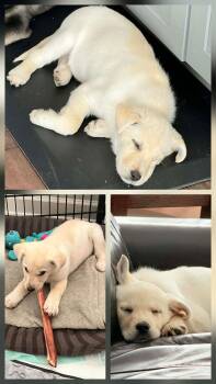 Shepherd Dogs Available for Adoption - Ollie | PetCurious