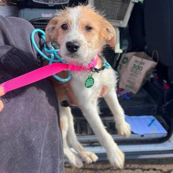 Gabby -  Terrier and Mixed Breed Dog Available for Adoption in Campton Hills, Illinois - Gabby | PetCurious