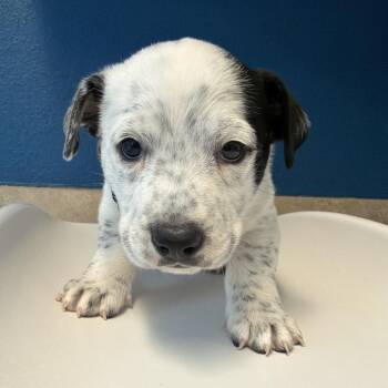 Puck - In Foster! -  Cardigan Welsh Corgi and Mixed Breed Dog for Adoption in Flagstaff, Arizona - Puck - In Foster! | PetCurious