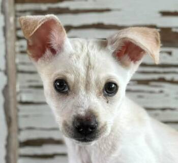 Chihuahua and Terrier Dogs Available for Adoption in Boerne, Texas - Dorie | PetCurious