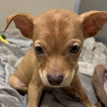 Daemon -  Pit Bull Terrier Dog for Adoption in Pekin, Illinois - Daemon | PetCurious