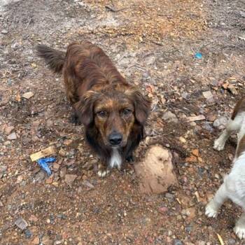 Brownie -  Border Collie Dog for Adoption in Corsicana, Texas - Brownie | PetCurious