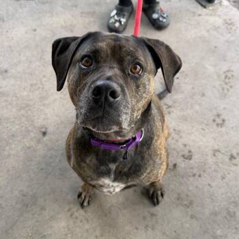 Akila -  Mastiff and Mixed Breed Dog for Adoption in Clearwater, Florida - Akila | PetCurious