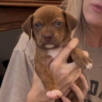 Prada -  American Bulldog Dog for Adoption in Brentwood, Tennessee - Prada | PetCurious