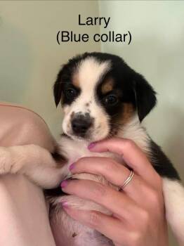 Stooges : Larry -  Australian Shepherd and Mixed Breed Dog for Adoption in Aurora, Indiana - Stooges : Larry | PetCurious