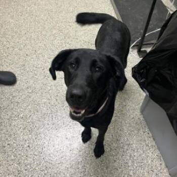 Rosie -  Black Labrador Retriever Dog for Adoption in Cedar Rapids, Iowa - Rosie | PetCurious