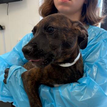 Sushi -  Pit Bull Terrier and Australian Cattle Dog Blue Heeler Dog for Adoption in Nashville, Tennessee - Sushi | PetCurious