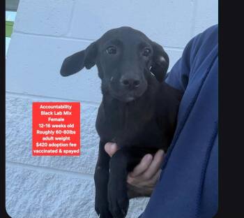 Accountability -  Black Labrador Retriever Dog for Adoption in Oviedo, Florida - Accountability | PetCurious