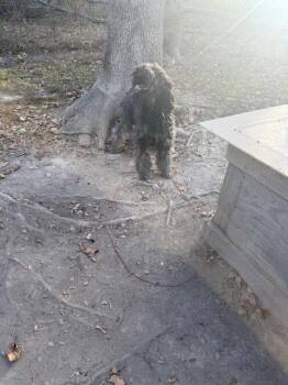 Sari -  Poodle Dog for Adoption in Columbia, Tennessee - Sari | PetCurious