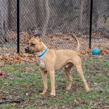 Rescue Boxer Dogs for Adoption in Pawling, New York - Jordan | PetCurious