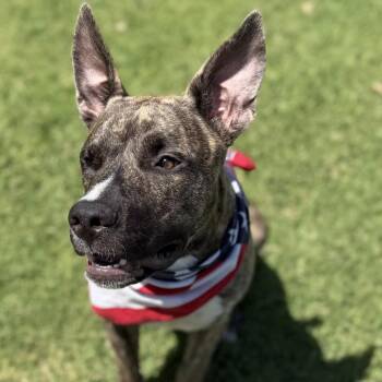 *** Bogie -  Belgian Shepherd Malinois and Shepherd Dog for Adoption in Oceanside, California - *** Bogie | PetCurious