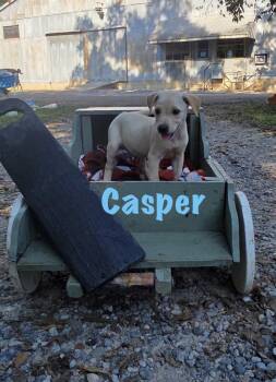 Casper -  Mixed Breed Dog for Adoption in Rock Hill, New York - Casper | PetCurious
