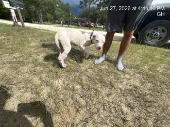 VICKY -  Pit Bull Terrier Dog for Adoption in Ocala, Florida - VICKY | PetCurious